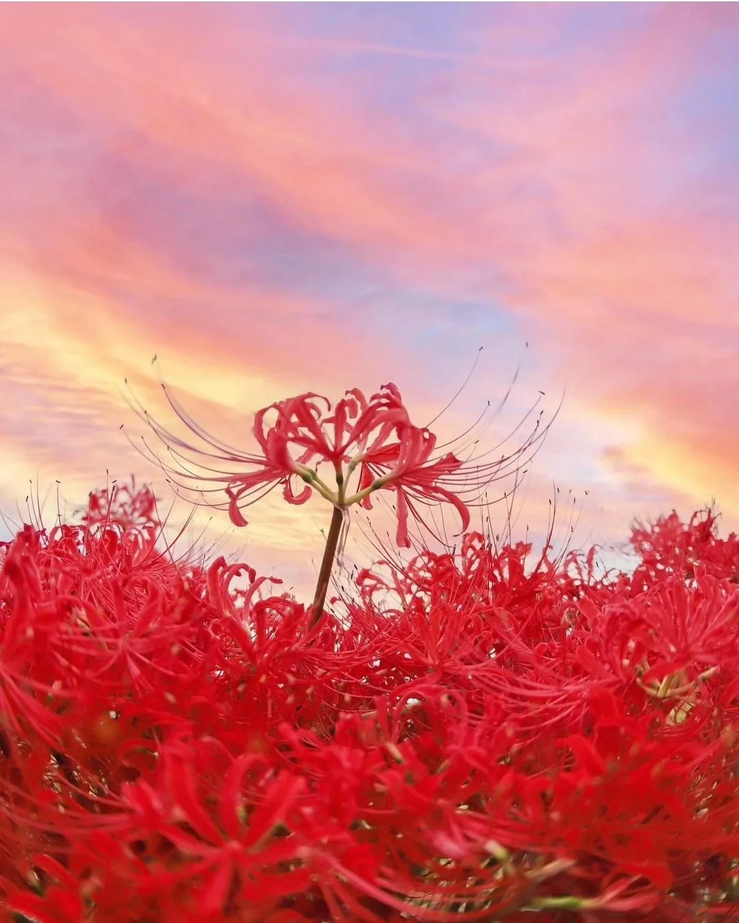 Image champs de Lycoris 