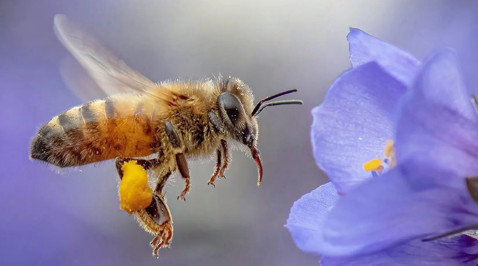 Image Abeille 