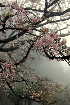 Branche de cerisier
