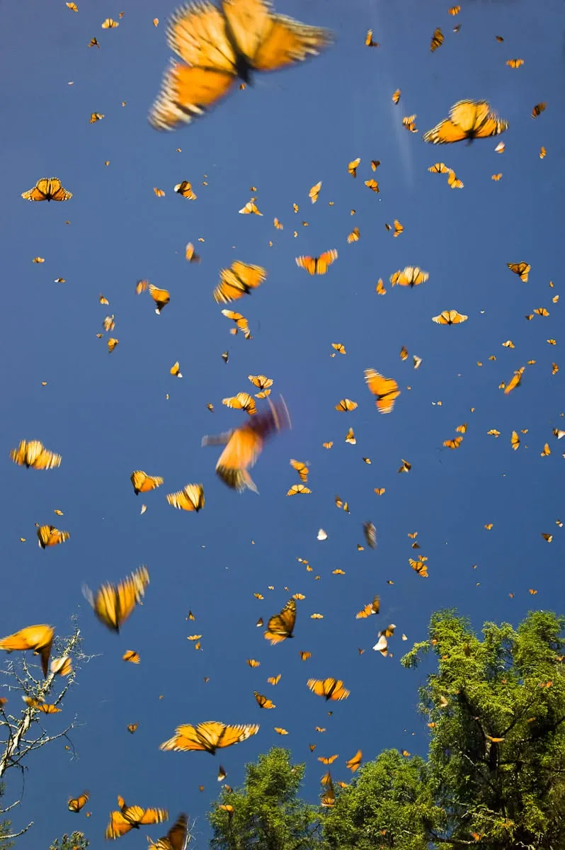 Papillon